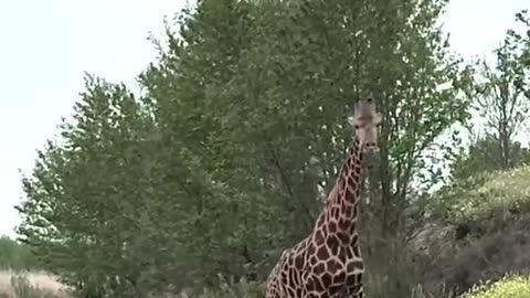 Cute Giraffe Gives Baby Smooches!