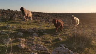 sheep in wildness in #khabab #relax music