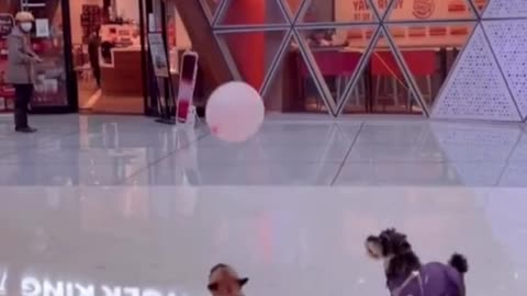 I am a puppy who loves to play with balloons