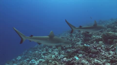 Grey Reef Sharks on a Coral Reef in cuba