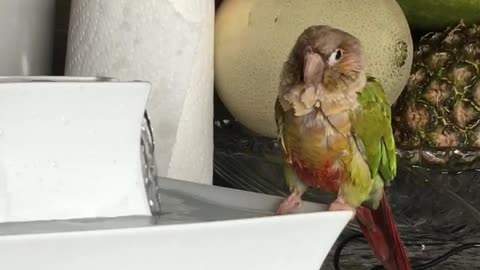 Pet bird enjoying a bath