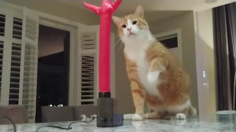 Cat Really Hates Wacky Inflatable Tube Guy