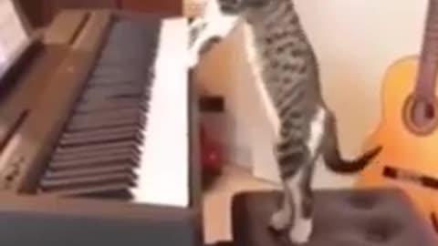 Melodious Cats-This Cute Cat plays Piano