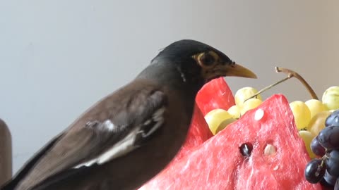 Today my favorite city birds will eat watermelon and black grapes.
