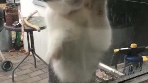 Cat wants to come inside