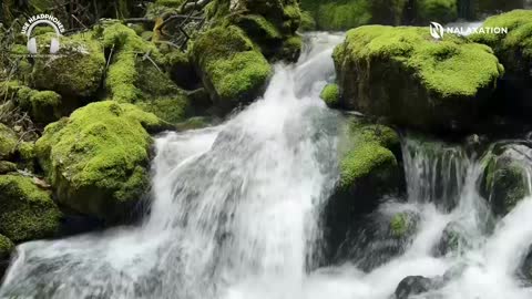 Piano Relaxing Music with Birds and Waterfall Sound