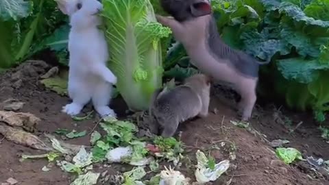 Puppy treats the pig as its mother😂😂