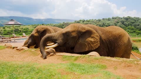 Men Feeds Two Giant Elaphants In The Morning...