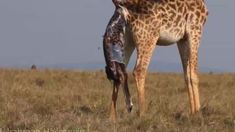 Giraffe giving birth #cute #short