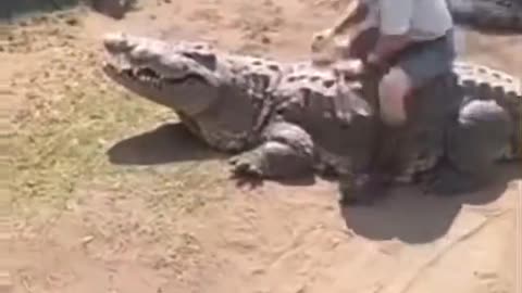 when the crocodile is angry with the handler