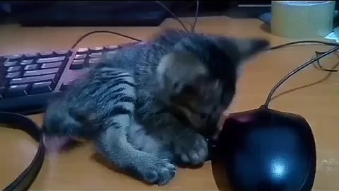Cute kitten playing with mouse and keyboard
