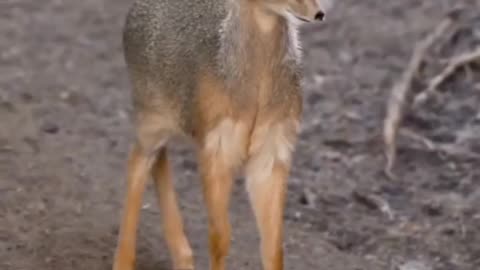 Dik-Dik Is The Name For Any Four Species Of Small Antelope In The Genus Madoqua That Live In The Buschlands Of Eastern & Southern Africa