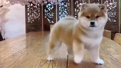 Adorable Moments Cute Dog Compilation That Will Melt Your Heart