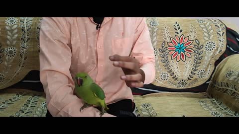 How to stop parrot from biting || How to Train a Parrot to STOP BITING | How to Treat with Parrot