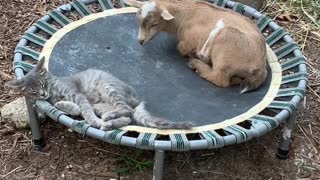 Goat Lays Next to Cat on Trampoline for a Nap