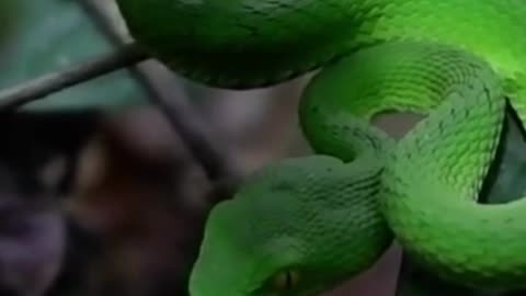 Bush Viper - Beautiful and Deadliest Snake on Earth