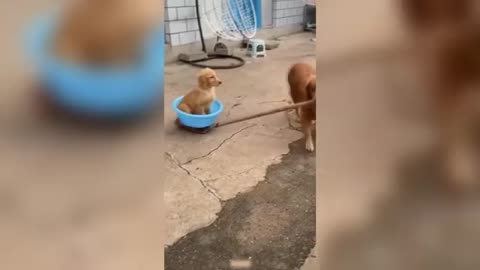 New Funny Animals 2023 🤣😍 Funniest Cats and Dogs Videos 😸🐶 Part 1