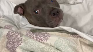 Doggo Doesn't Appreciate Being Woken Up