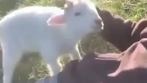 Baby Goat Wants To Be Petted
