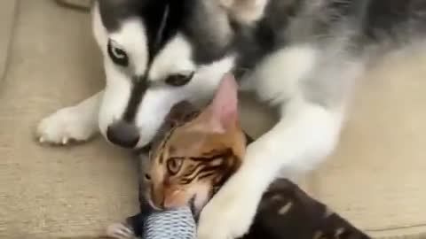 Dog and cat, who gets the fish?