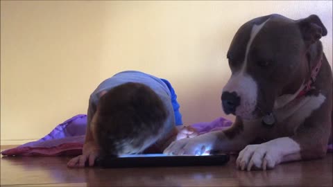 This Attention-Seeking Adorable Dog Is Jealous Of The iPad