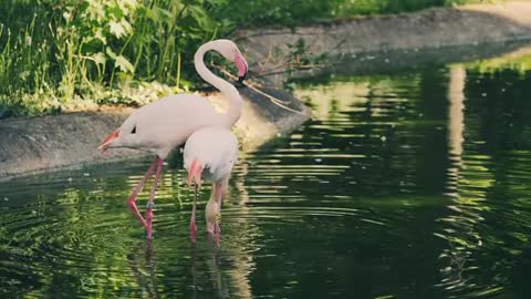 The Flamingo 😍