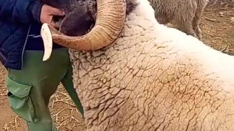 #sheep