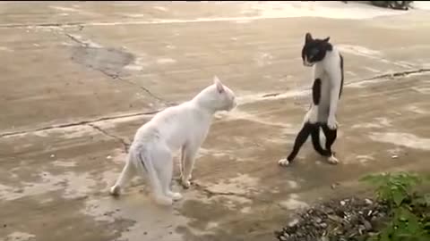 Funniest Cat Compilation