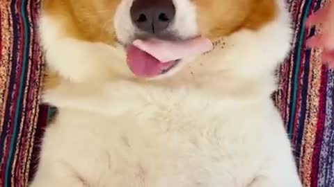 Funny and Cute Dog | Love Animal Tiktok China