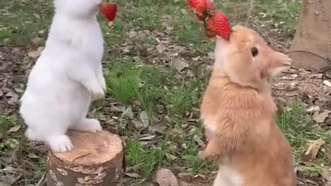 Two beautiful rabbits eating