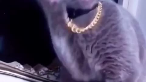 Funniest CAT videos