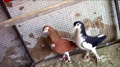 Beautiful pigeon breeder pair best flying garman