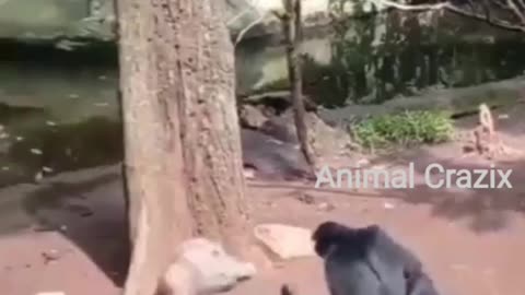 Chimpanzee Funny Video 2022 || Animal Funny Video 2022 || Animal Crazix
