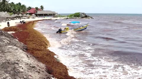 Caribbean struggles with smelly seaweed invasion