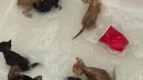 A bubble bath full of kittens