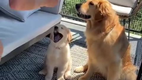 Dog teaches puppy how to high-five#09