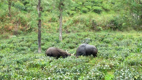 Indian Guar Bison Battle Over Territory