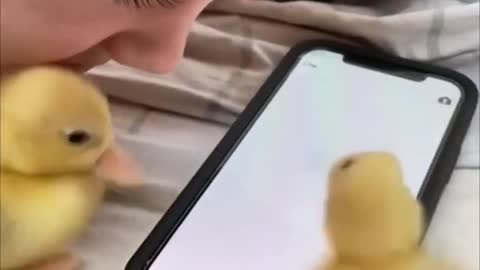 Ducklings Playing Catch the Fly on Mobile Phone