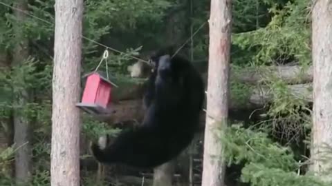Bear Jumps on a Wire to Get to Birdhouse
