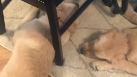 Golden retrievers playing and making funny noises.