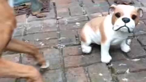 Boxer desperately attempts to befriend ceramic dog