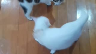 Two Cats Spinning Around