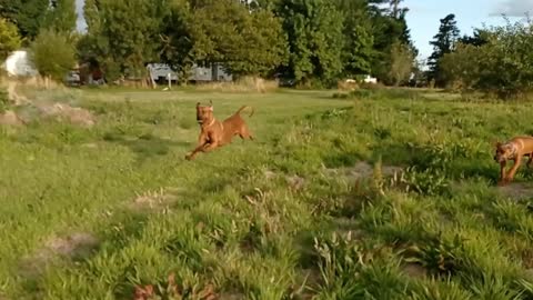 Older Rhodesian Ridgeback Tries & Fails To Wrongfoot Young Rhodesian Ridgeback