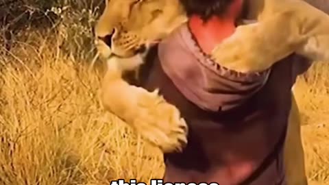 This lioness is super happy to see man that saved her life