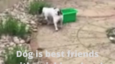 Dog is best friends with neighborhood cat who knocks on door to play