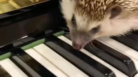 Baby Hedgehog OMG 🦔