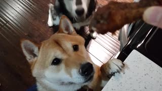 Husky shoves Shiba Inu out of way for treat