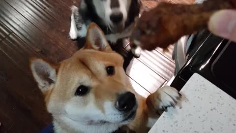 Husky shoves Shiba Inu out of way for treat