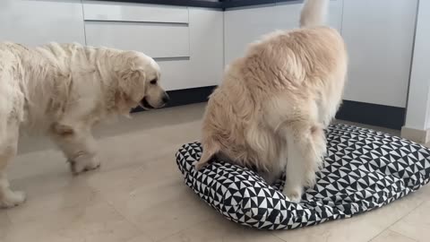 Golden Retriever Wants to Occupy Another Dog's Bed