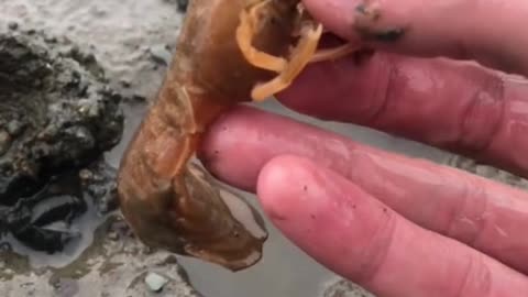 I Saved A Shrimp!